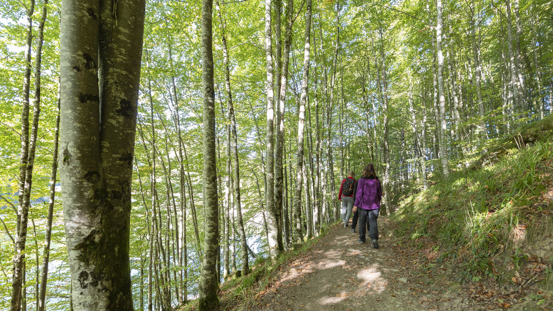 tres personas andando por una senda entre un hayedo verde